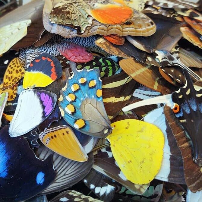 50 PIECES ASSORTED REAL BUTTERFLY MOTH WINGS WHOLESALE LOT MIX