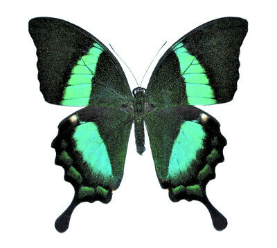 Papilio palinurus ONE REAL BUTTERFLY GREEN SWALLOWTAIL UNMOUNTED WINGS CLOSED